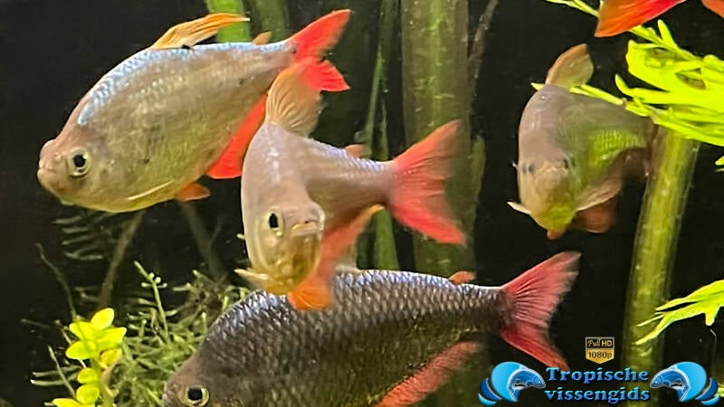 Hyphessobrycon columbianus