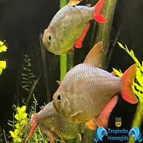 Hyphessobrycon columbianus