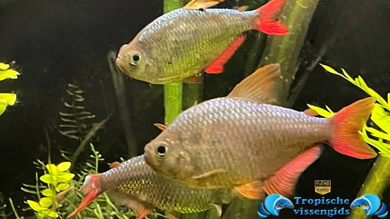 Hyphessobrycon columbianus