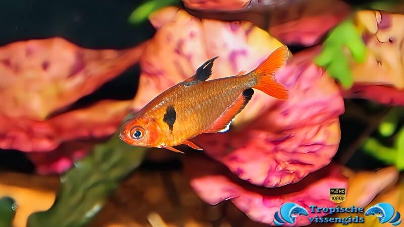 Megalamphodus eques