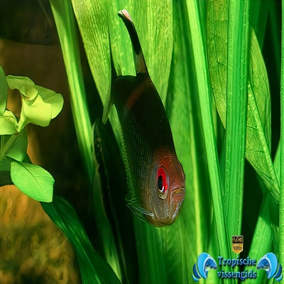 Hyphessobrycon pyrrhonotus mannetje