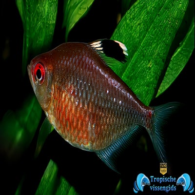 Hyphessobrycon pyrrhonotus vrouwtje