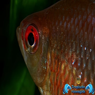 Hyphessobrycon pyrrhonotus