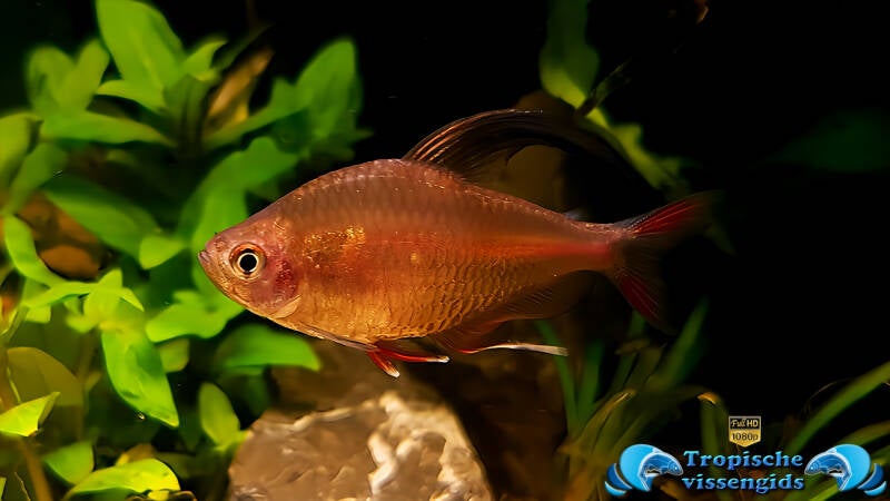 Megalamphodus bentosi