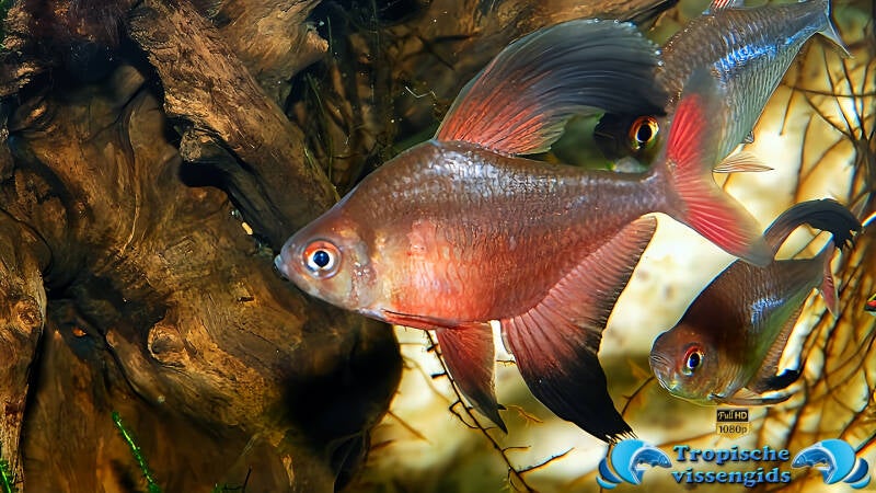 Megalamphodus bentosi