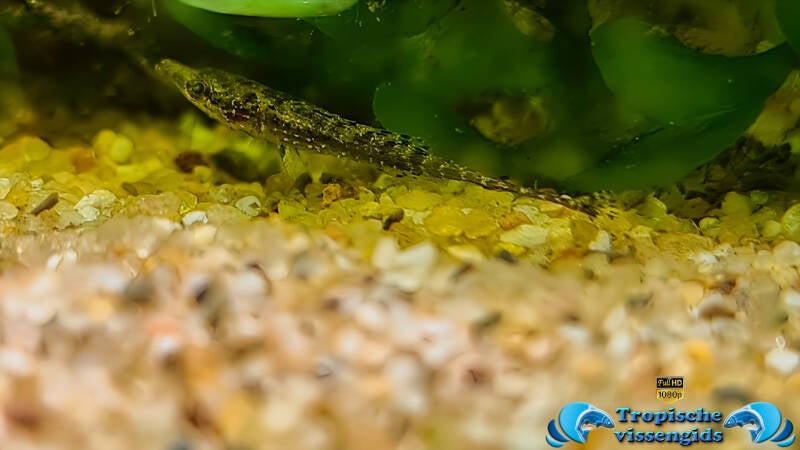 Indostomus crocodilus