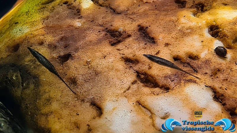 Indostomus crocodilus