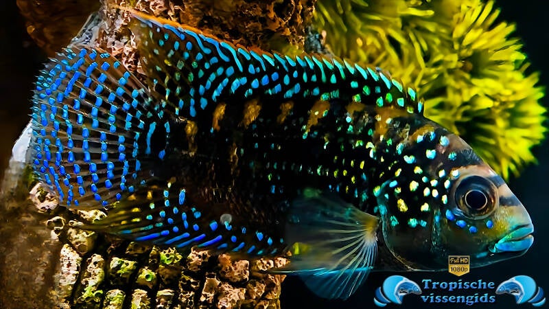 Rocio octofasciata
