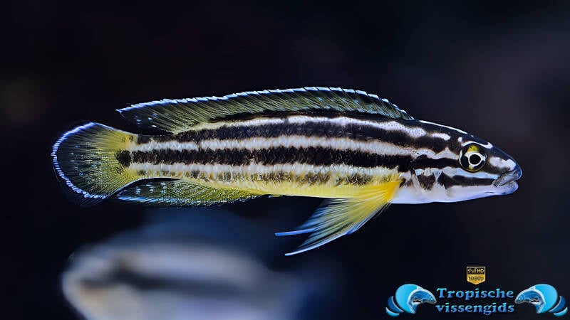 Julidochromis regani