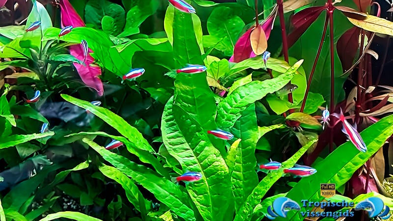 Paracheirodon axelrodi