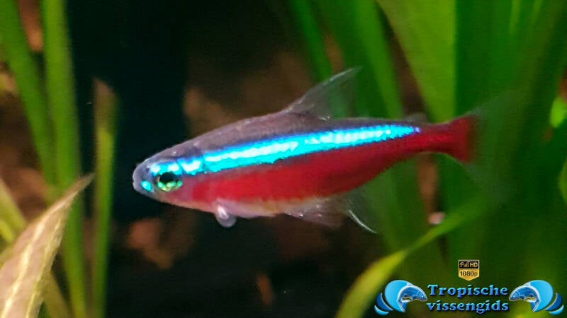 Paracheirodon axelrodi