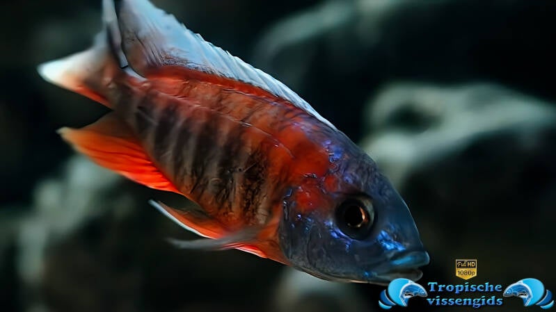 Aulonocara jacobfreibergi eureka red