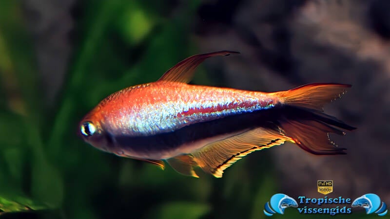 Nematobrycon palmeri