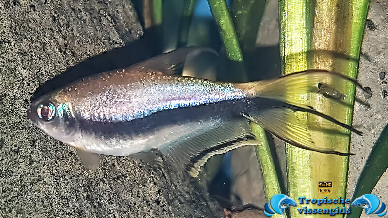 Nematobrycon palmeri