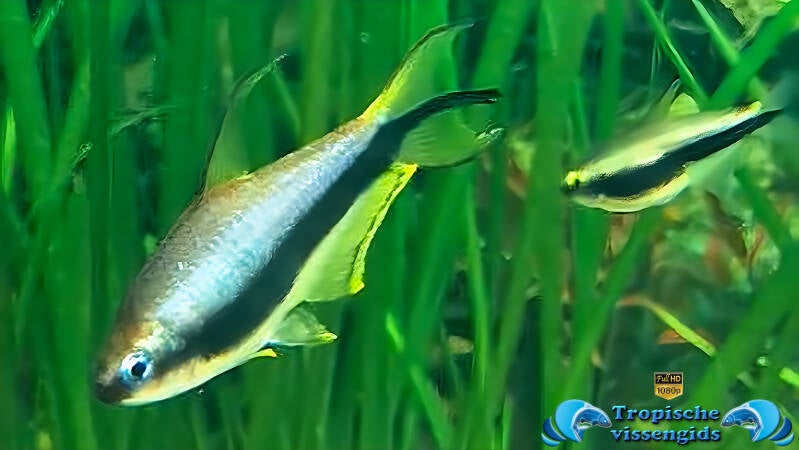 Nematobrycon palmeri