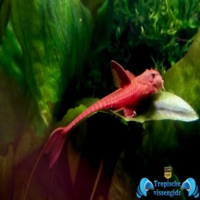 Rineloricaria sp. Red (L010a)