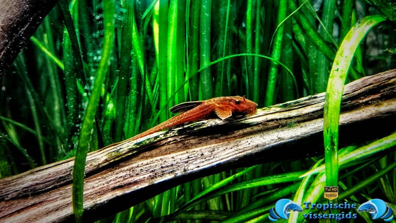 Rineloricaria sp. Red (L010a)