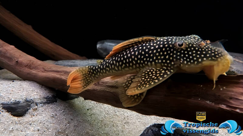 Scobinancistrus aureatus (L014)