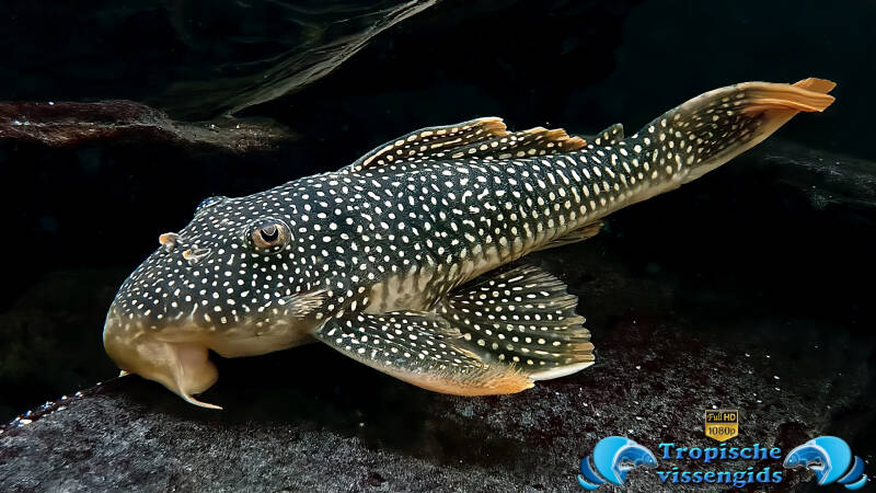 Scobinancistrus aureatus (L014)