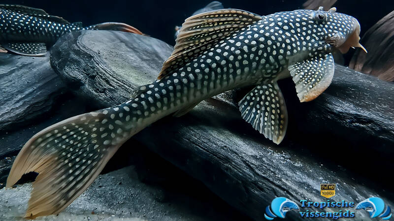 Scobinancistrus aureatus (L014)