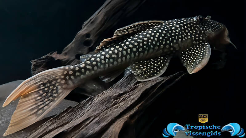 Scobinancistrus aureatus (L014)