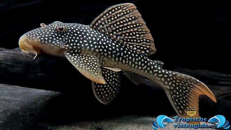 Scobinancistrus aureatus (L014)