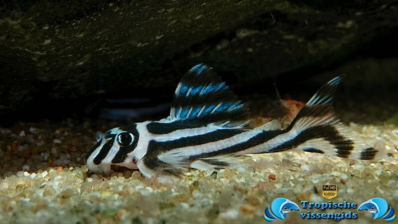 Hypancistrus zebra (L046)