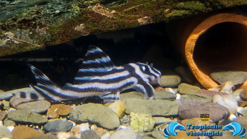 Hypancistrus zebra (L046)