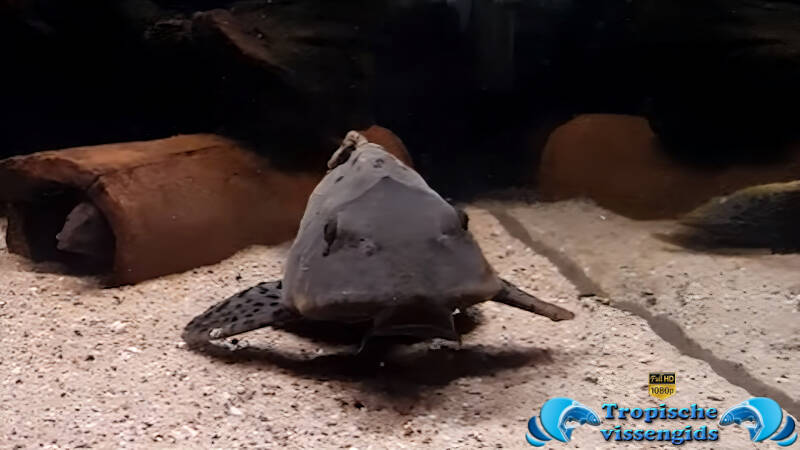 Pseudorinelepis genibarbis (L095)