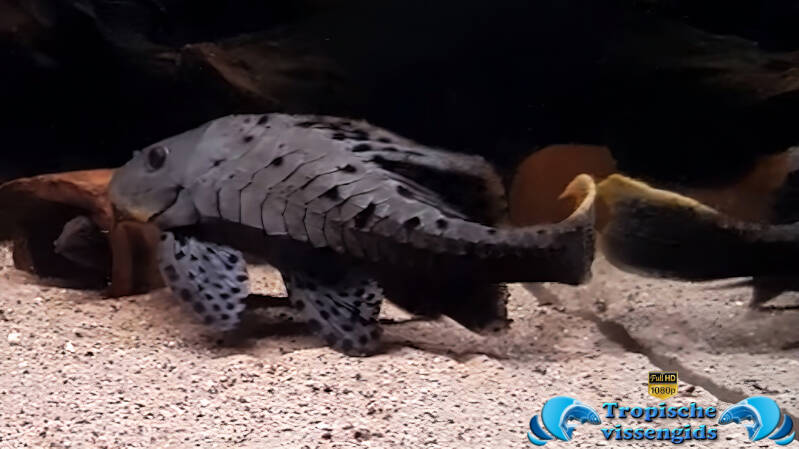 Pseudorinelepis genibarbis (L095)