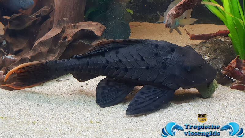 Pseudorinelepis genibarbis (L095)