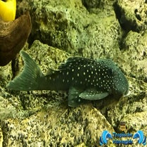Hemiancistrus Sp. (Blue Phantom) (L128)