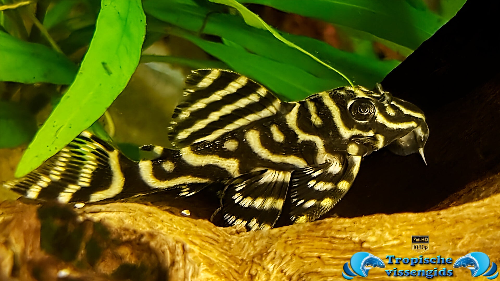 Zebra Pleco Zebra Pleco: A Comprehensive Guide To Hypancistrus Zebra