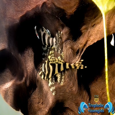 Peckoltia compta (L134)