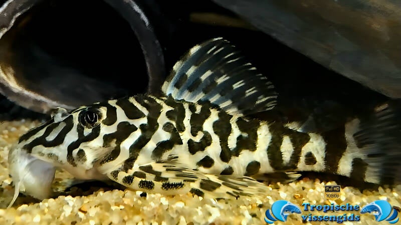 Peckoltia compta (L134)