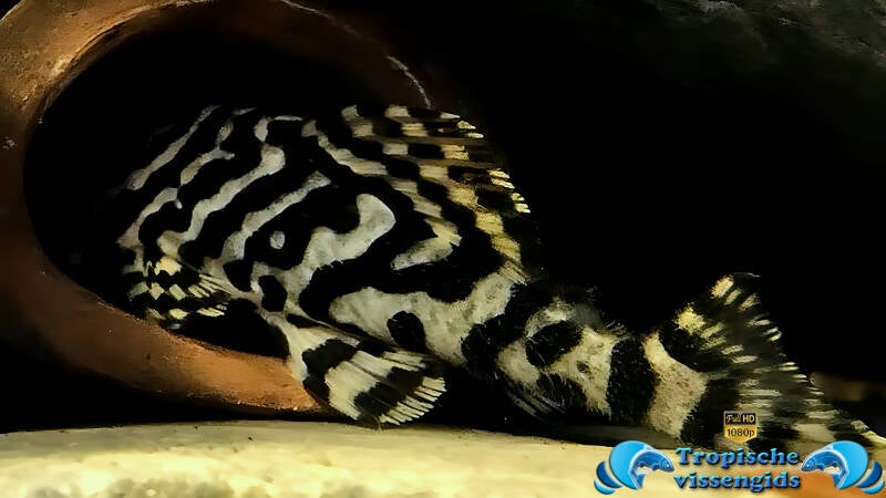 Peckoltia compta (L134)