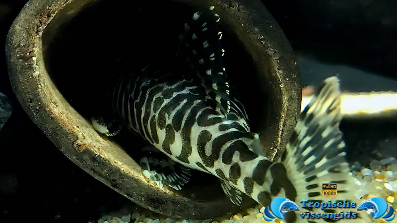 Peckoltia compta (L134)