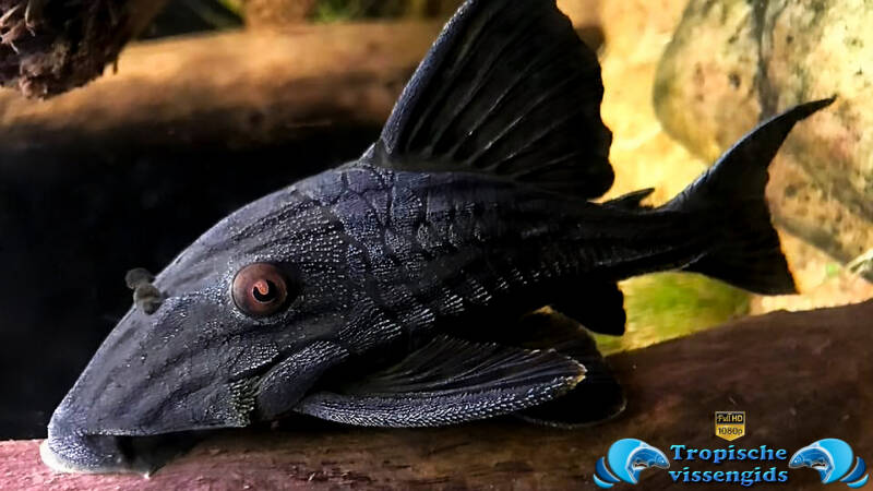 Panaque nigrolineatus (L190)