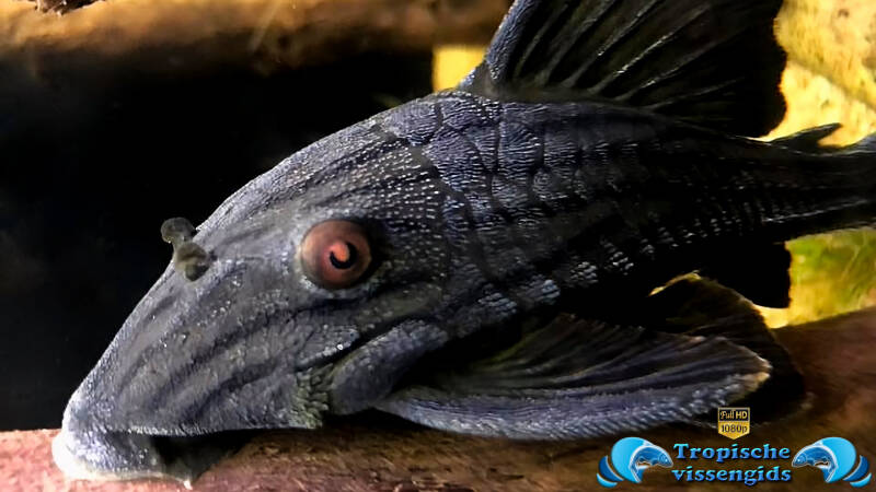 Panaque nigrolineatus (L190)