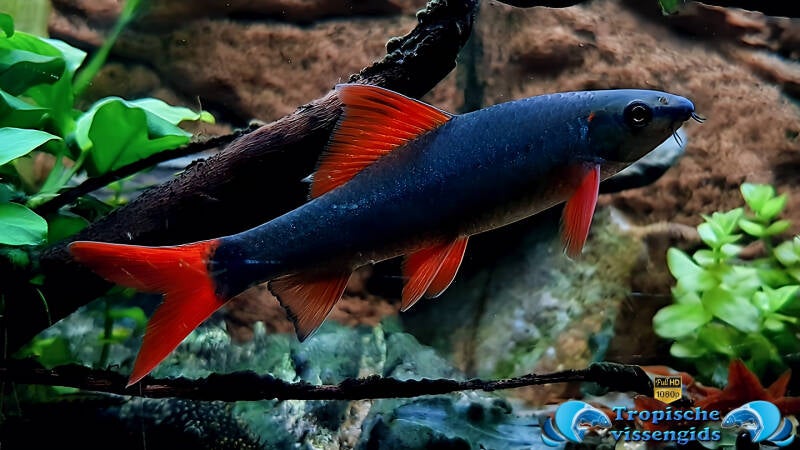 Epalzeorhynchos frenatum