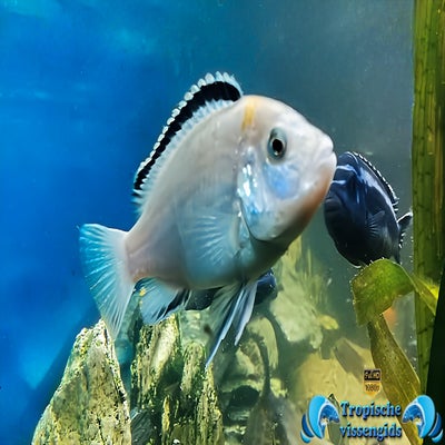 Labidochromis caeruleus white