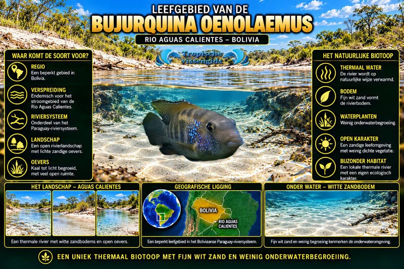 Bujurquina oenolaemus