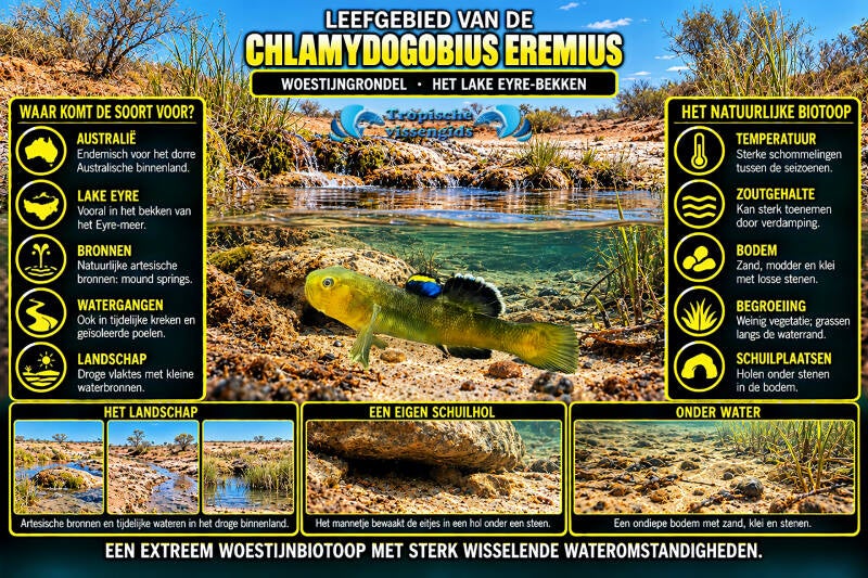 Chlamydogobius eremius