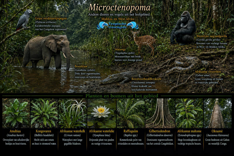 Microctenopoma