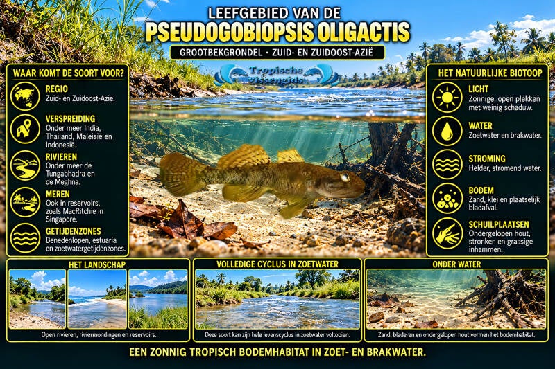 Pseudogobiopsis oligactis