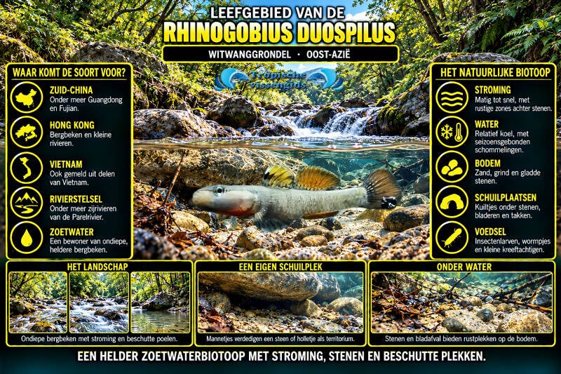 Rhinogobius duospilus