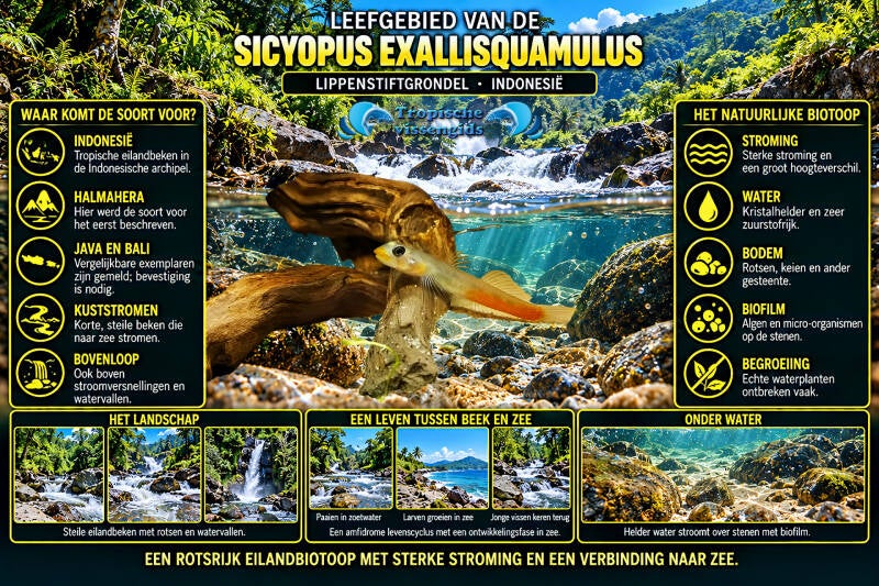 Sicyopus exallisquamulus