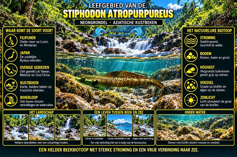 Stiphodon atropurpureus