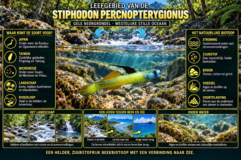 Stiphodon percnopterygionus