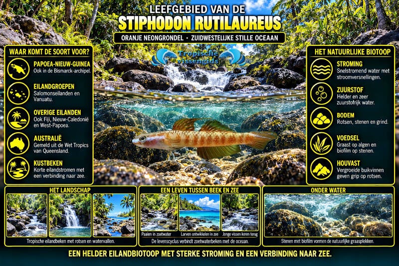 Stiphodon rutilaureus